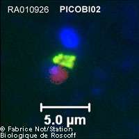 Découverte d'un nouveau groupe d'algues marines Picobiliphyte vu au microscope à fluorescence