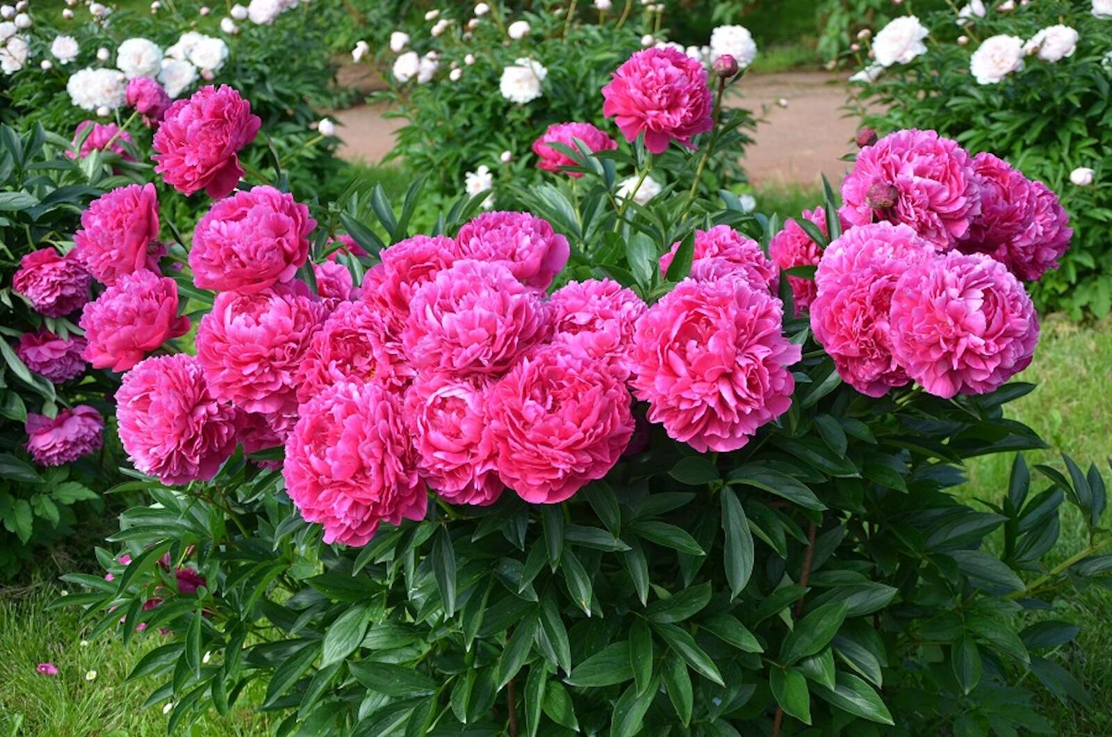 Quand et comment planter une pivoine à racines nues — free download
