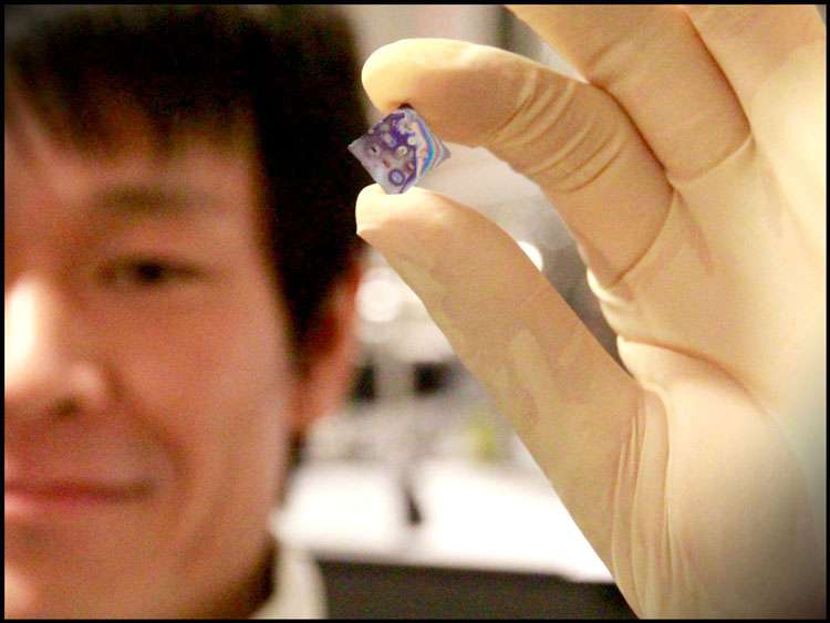 Koji Usami montre le support de la nanomembrane semi-conductrice. Il mesure environ 1 cm de côté, tandis que la nanomembrane elle-même a une superficie de 1 mm2 environ et une épaisseur de 160 nm. © Ola J. Joensen