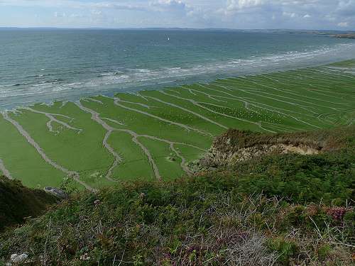 Les algues vertes représentent maintenant l'unique suspect dans l'affaire des sangliers morts. © Cristina Barroca, Flickr, cc by nc nd 2.0