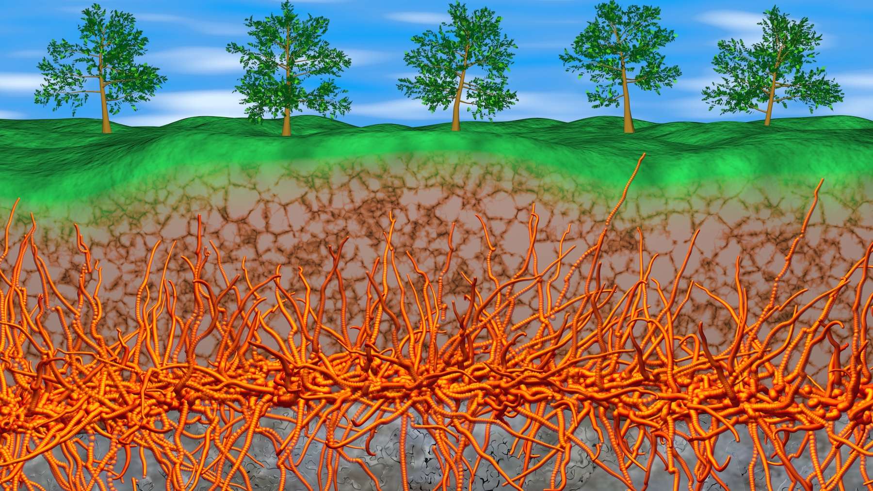 Une mycorhize forme un vaste réseau souterrain qui stocke le carbone et fournit des nutriments aux plantes. © vrx123, Adobe Stock