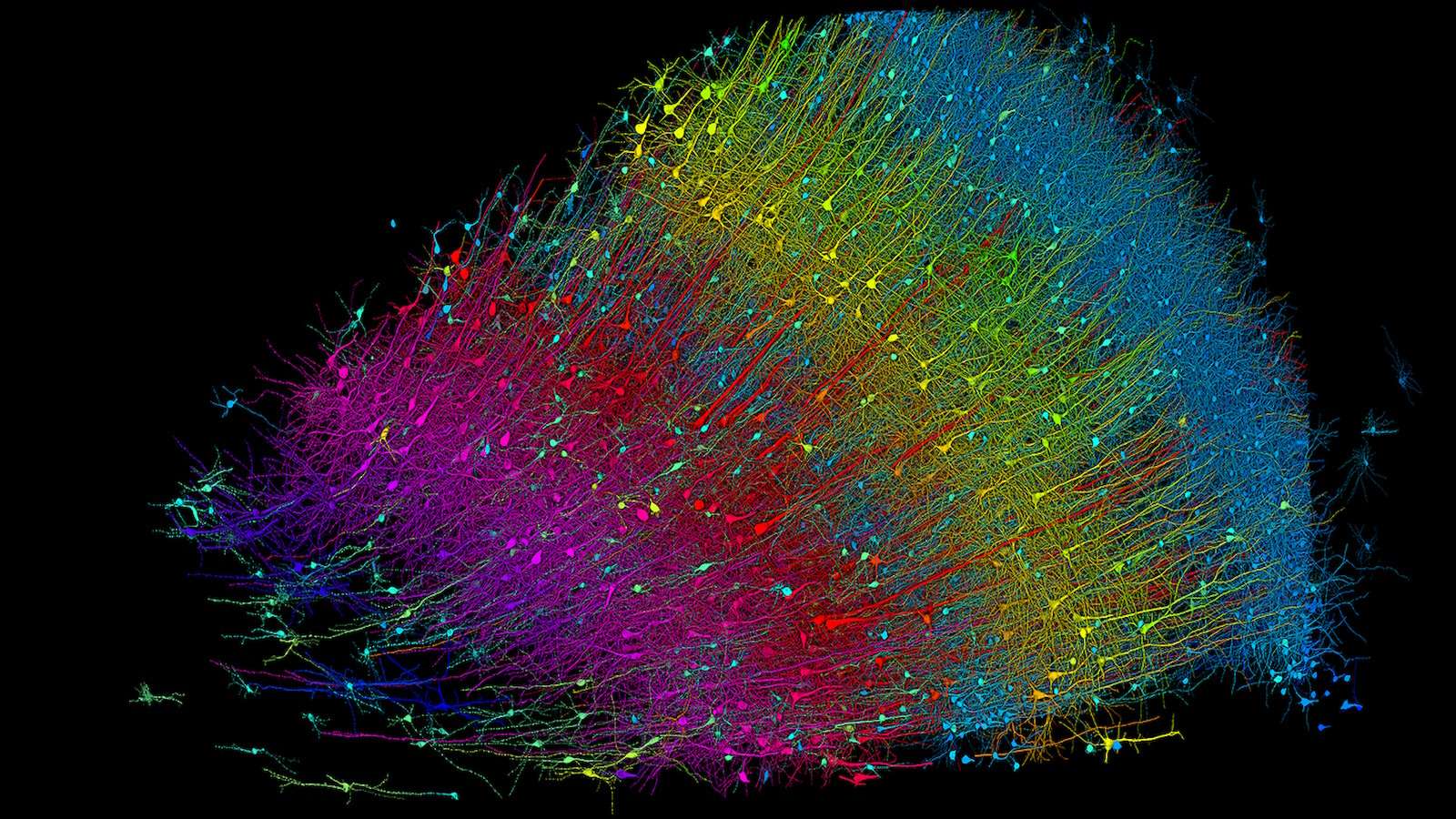 La prima mappa su scala nanometrica del cervello umano rivela l’invisibile!