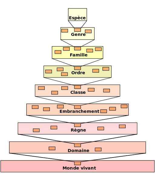 Definition Taxon Futura Planete