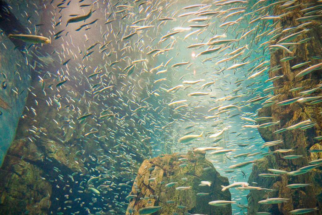 Les bancs de poissons migrent en suivant les changements de température. Ces derniers se produisent tant en profondeur que suivant la latitude, ce qui rend compliquée la prévision de migration. © francoiscote, Flickr, cc by nc sa 2.0