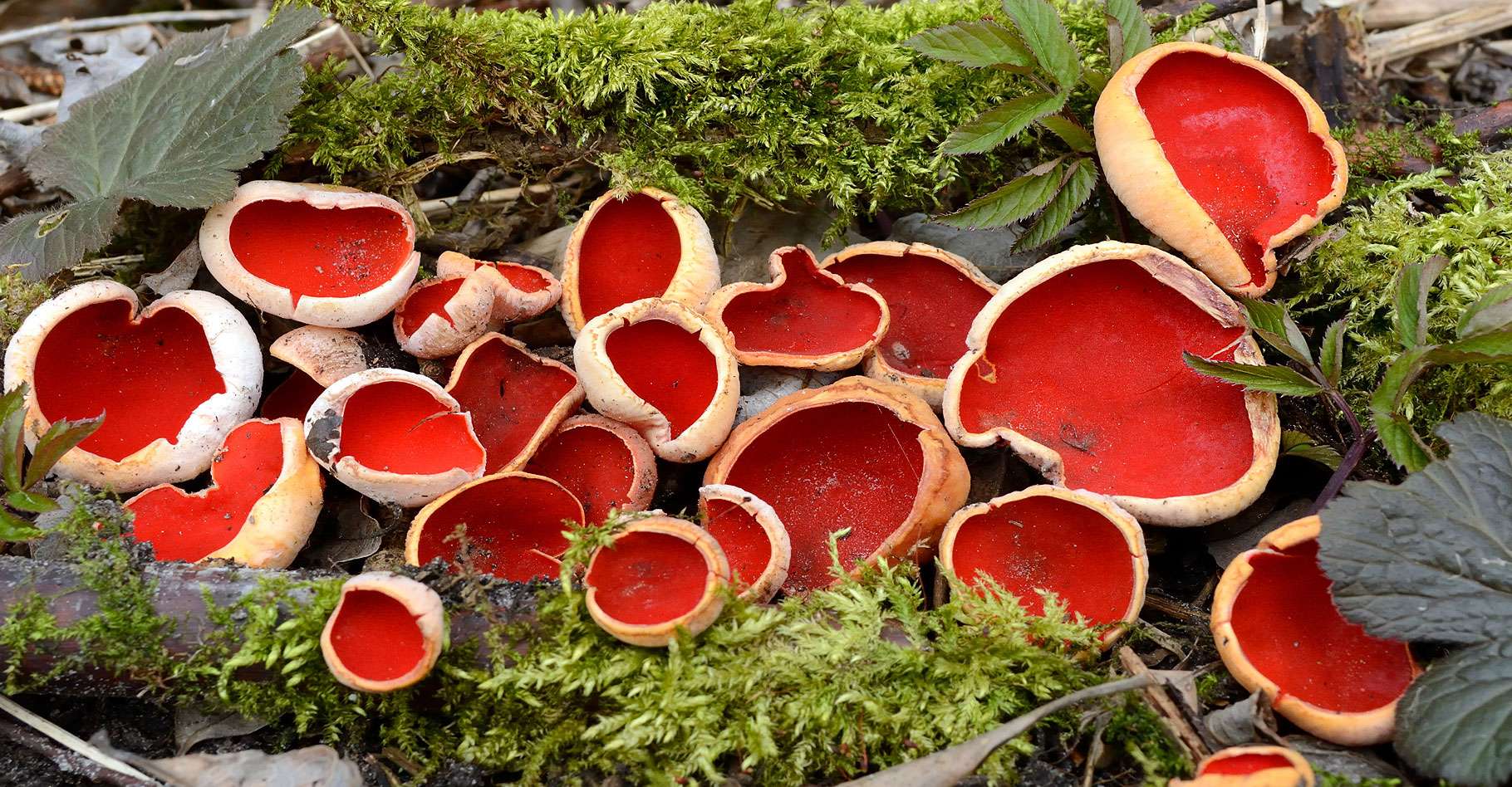 La pézize écarlate, un champignon à laspect dune coupe | Dossier