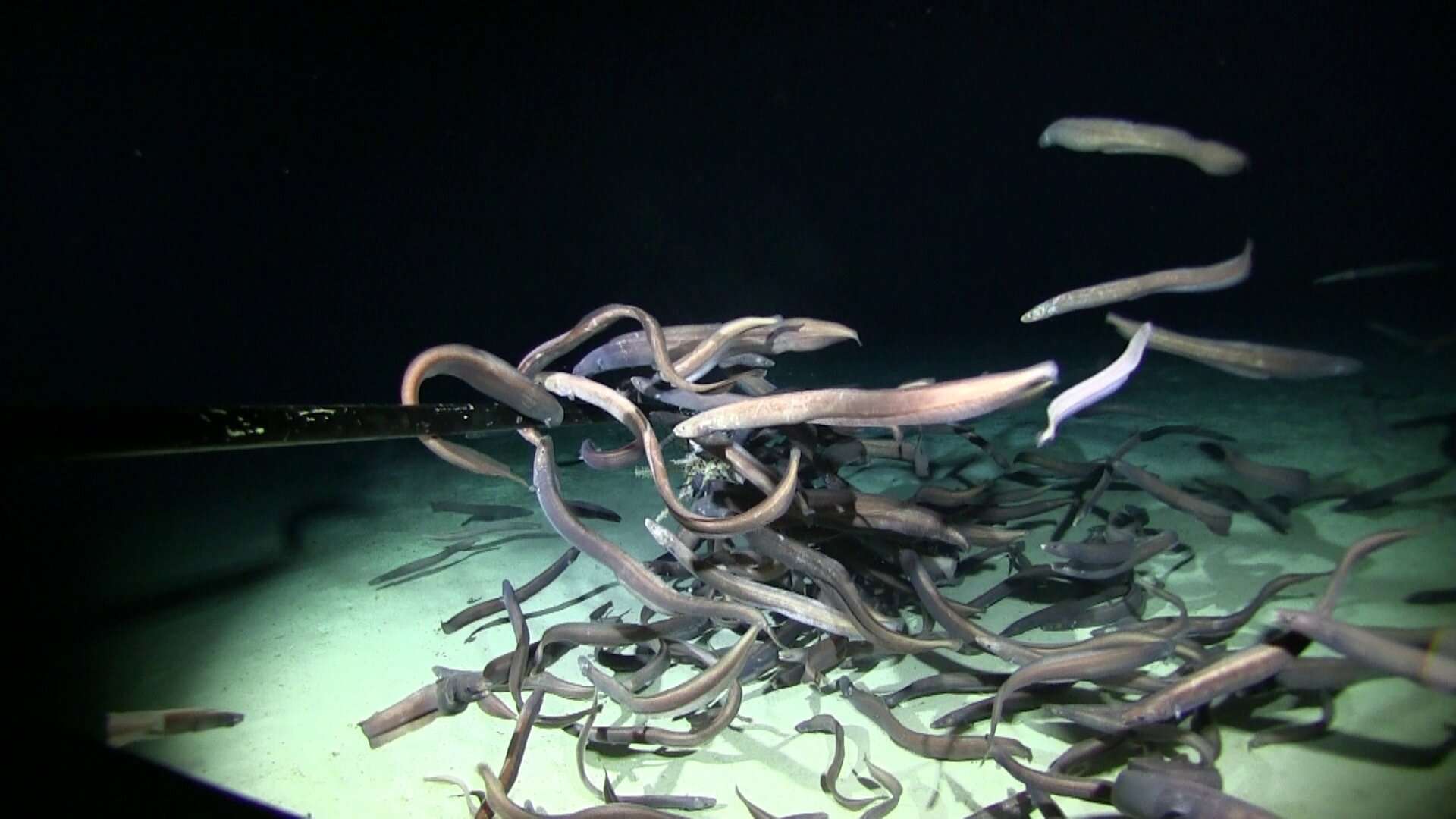 Plus d’une centaine d’anguilles ont été observées autour d’un appât au sommet d’un montagne sous-marine à 3.082 mètres de profondeur. © Deep Sea Fish Ecology Lab, Astrid Leitner and Jeff Drazen, Soest University of Hawaii Manoa, DeepCCZ expedition
