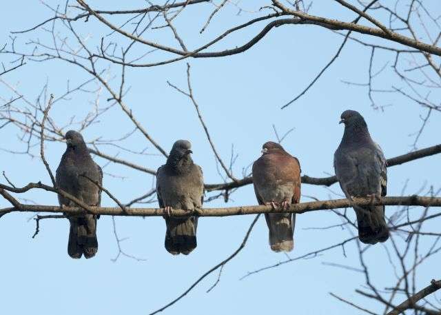 En Bref La Pilule Pour Pigeon Reste Une Valeur Sure En Autriche En Bref La Pilule Pour Pigeon Reste Une Valeur Sure En Autriche
