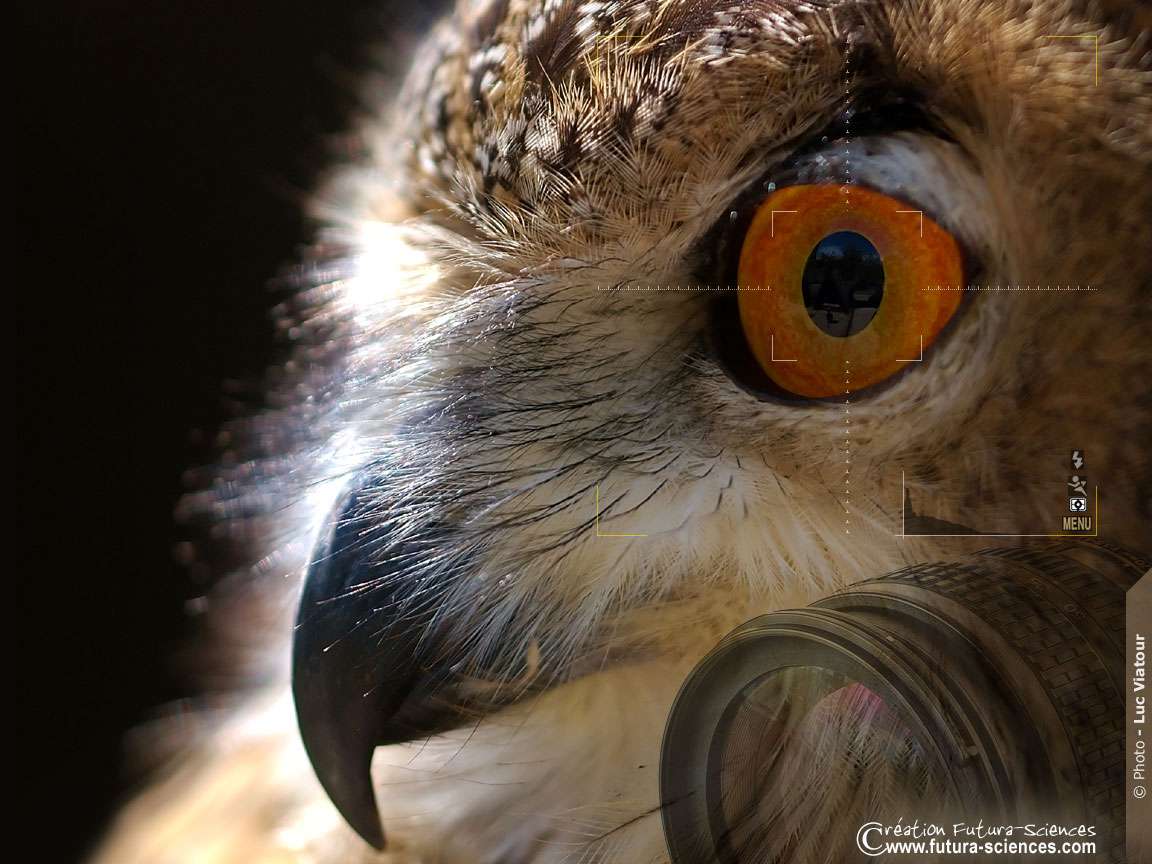 Le hibou grand-duc, le plus grand rapace nocturne - Photos Futura