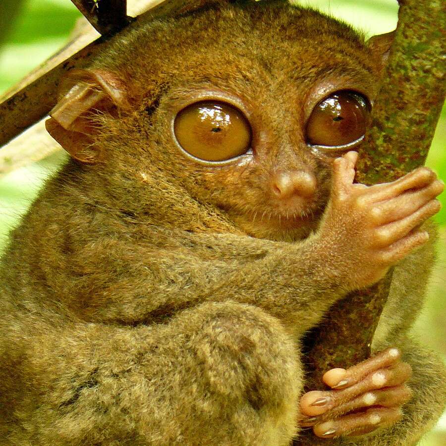 Le ouistiti pygmée, un singe miniature - Photos Futura