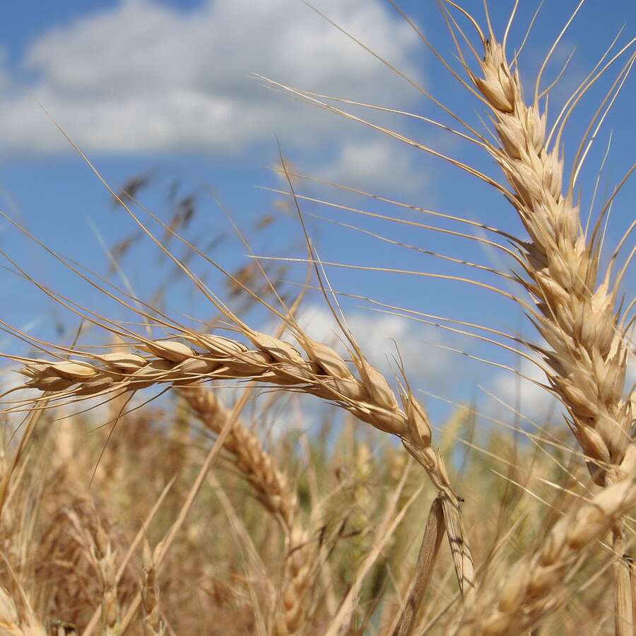 Le blé tendre, première des céréales - Photos Futura