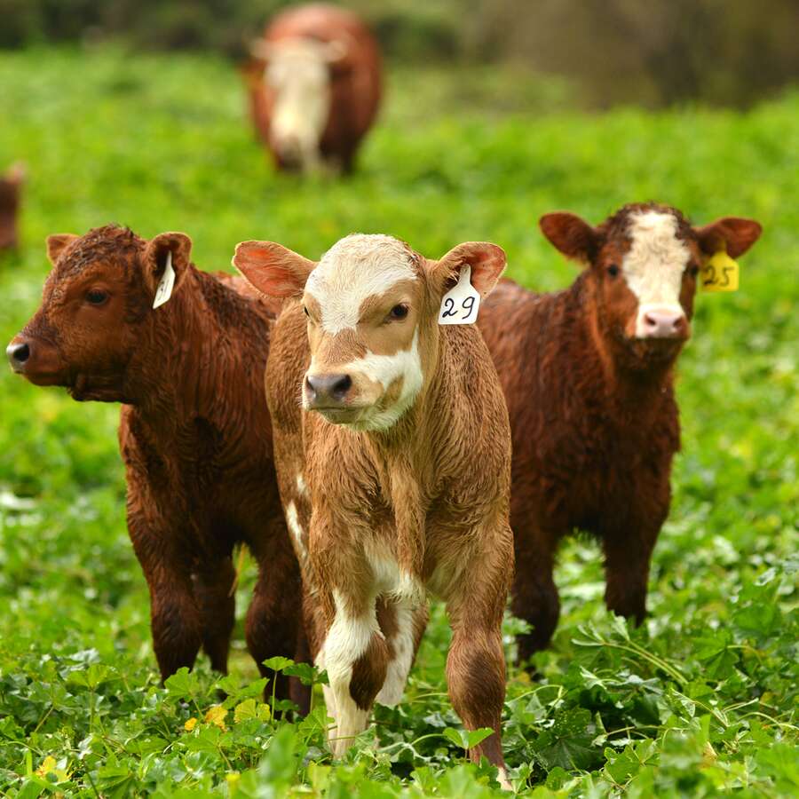 Limousin Futura Planète