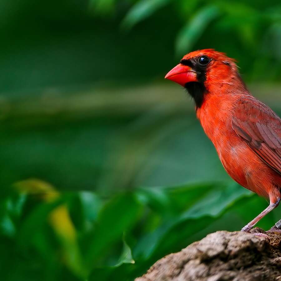 Oiseaux | Futura Planète