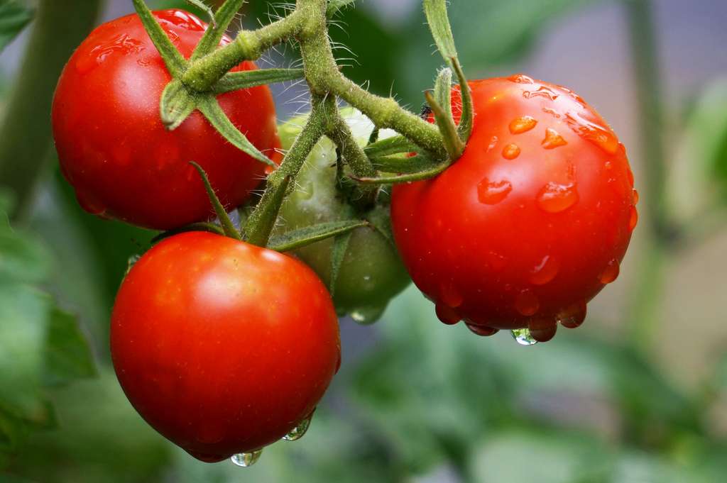 La tomate, que les cuisiniers considèrent plutôt comme un légume, est en réalité un fruit. © j_arlecchino, Flickr, CC by-nc 2.0