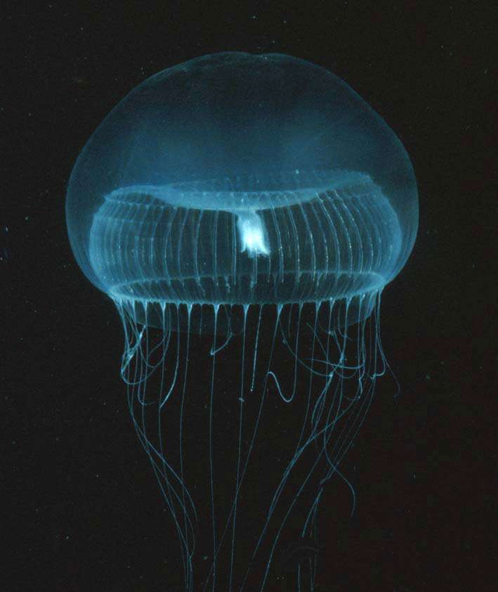 Aequorea victoria, une méduse bioluminescente