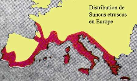 Carte de distribution de Suncus etruscus. © Toute reproduction et utilisation interdites