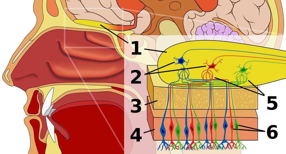 Le bulbe olfactif (1) se situe dans la boîte crânienne. 2 : cellules mitrales. 3 : os. 4 : épithélium nasal. 5 : glomérules. 6 : récepteurs olfactifs. © Chabacano, Wikimedia Commons, cc by sa 2.5