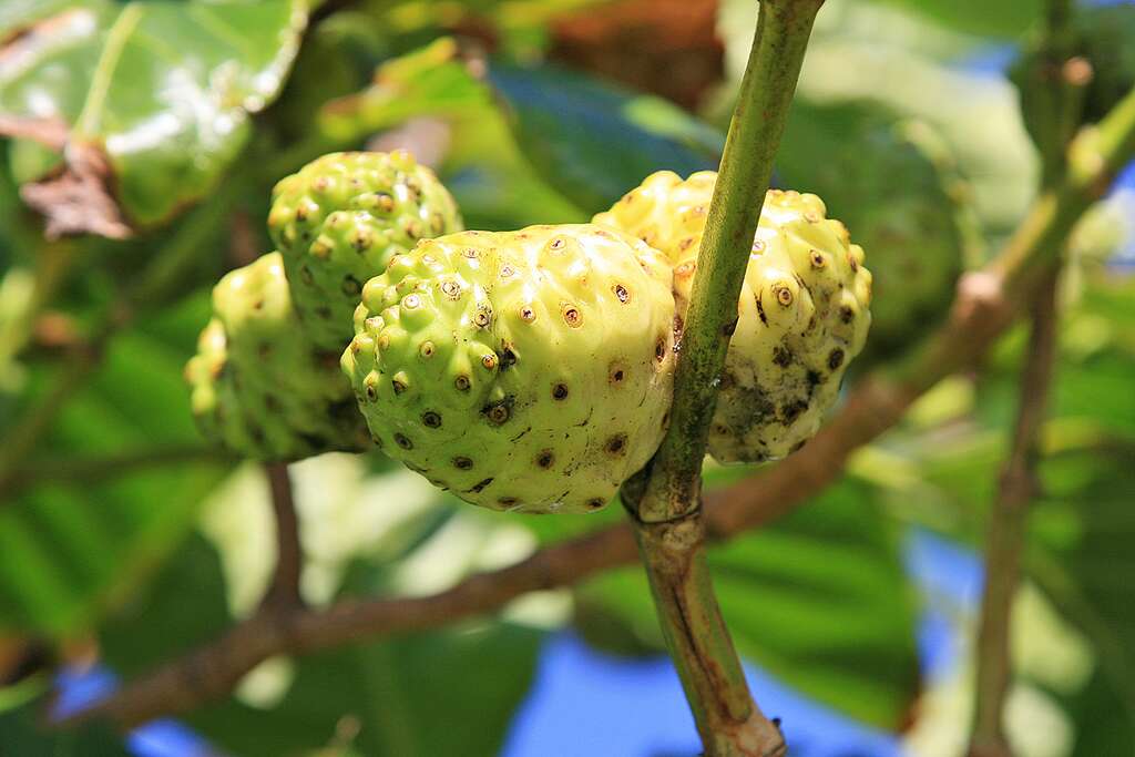 Les nonis, des fruits utilisés en médecine Les nonis, des fruits utilisés en médecine