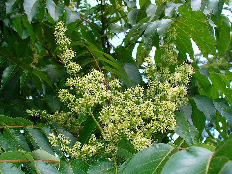 definition ailante ailanthus altissima faux vernis du japon futura planete