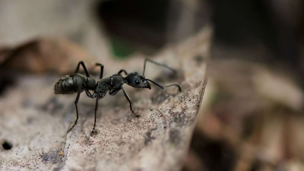 La myrmécologie, la science des fourmis La myrmécologie, la science des fourmis