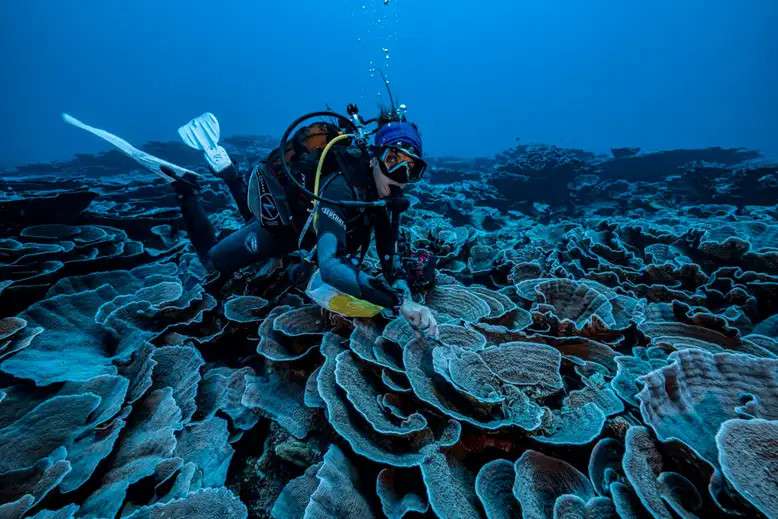 Se tomaron muestras del arrecife recién descubierto para análisis de laboratorio.  © Alexis Rosenfeld