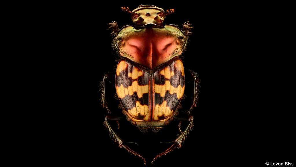 Helictopleurus splendidicollis, sans doute le plus beau bousier du monde Helictopleurus splendidicollis, sans doute le plus beau bousier du monde