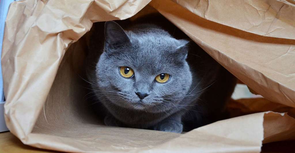 Le chat Chartreux. © Marie Guillaumet, Flickr, CC by-nc 2.0