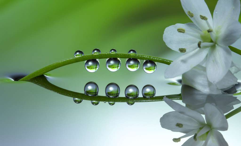 La fleur d’ail blanc, tout en élégance La fleur d’ail blanc, tout en élégance