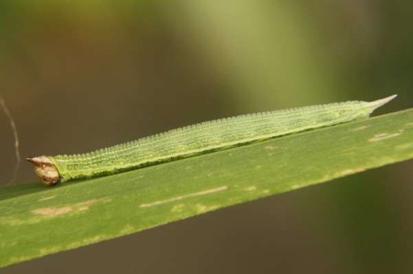 Le long corps de la chenille de Mycalesis gotama. © Wapi-chan