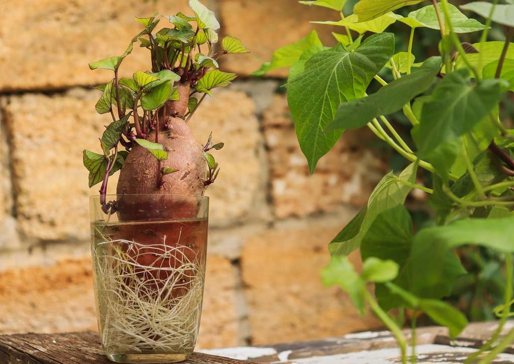 Comment faire pousser des plantes saines: 10 étapes