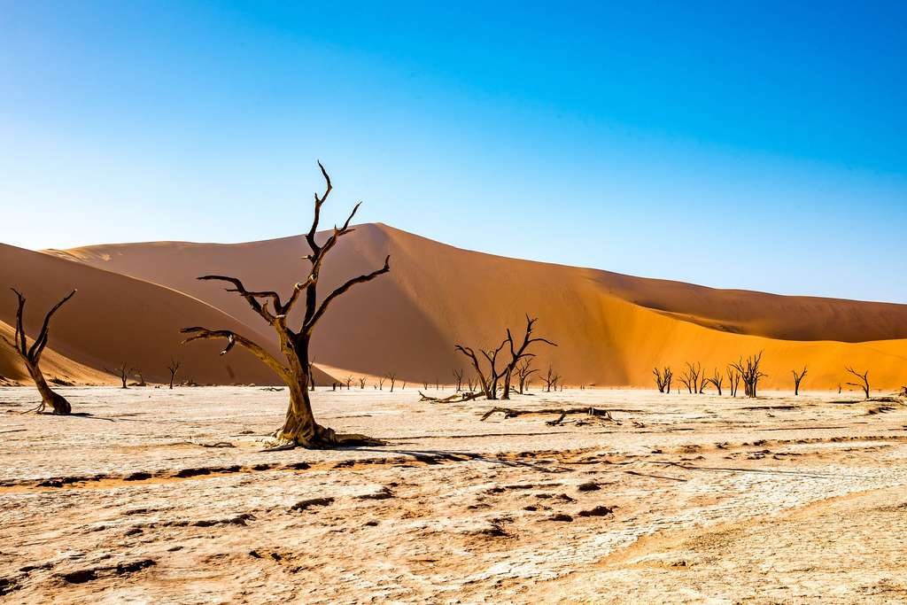 Le Deadvlei, un marais mort au cœur du désert Le Deadvlei, un marais mort au cœur du désert