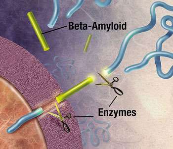 Les enzymes agissent sur la protéine amyloïde de précurseur et le coupent en fragments de protéine, dont un s'appelle bêta-amyloïde et est crucial dans la formation des plaques séniles en Alzheimer. © Domaine public