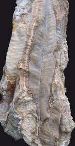 Empreinte de feuille de fougère (Phyllitis scolopendrium). © Pierre Antoine / CNRS Empreinte de feuille de fougère (Phyllitis scolopendrium). © Pierre Antoine / CNRS