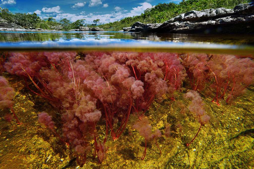 Caño Cristales : un lieu unique au monde Caño Cristales : un lieu unique au monde