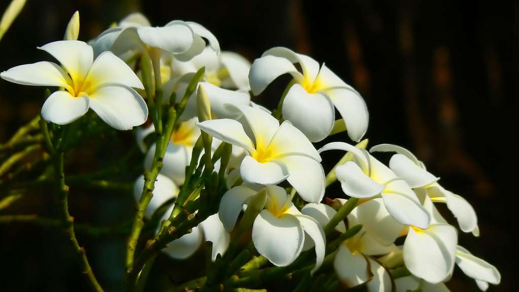 Photo Bouquet De Fleurs Blanches Du Plumeria