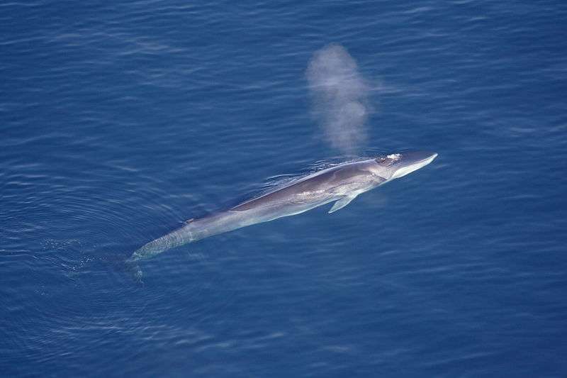 Les rorquals communs, occasionnellement ramenés par les baleiniers japonais, vont pouvoir désormais nager tranquillement dans les eaux antarctiques. © Visit Greenland, Wikipédia, cc by 2.0