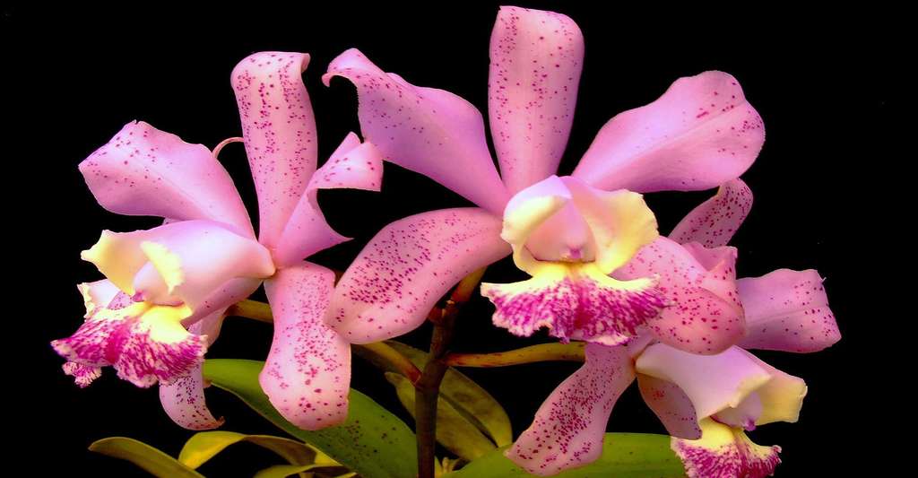 Certaines personnes sont allergiques au pollen. Ici, une orchidée. © Nmoshirts, DP