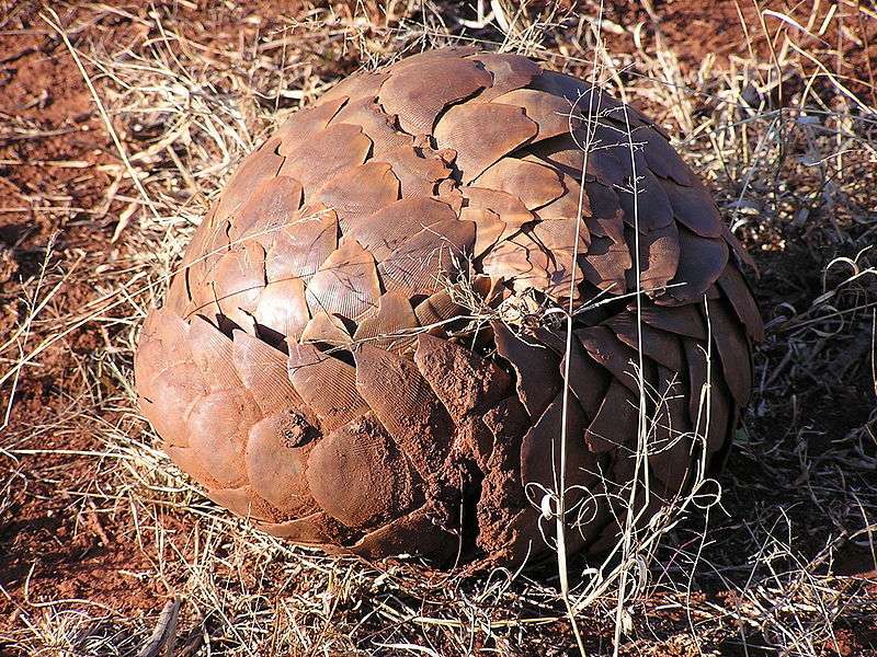 Un pangolin qui s'est mis en boule. © Masteraah, Wikipédia, DP