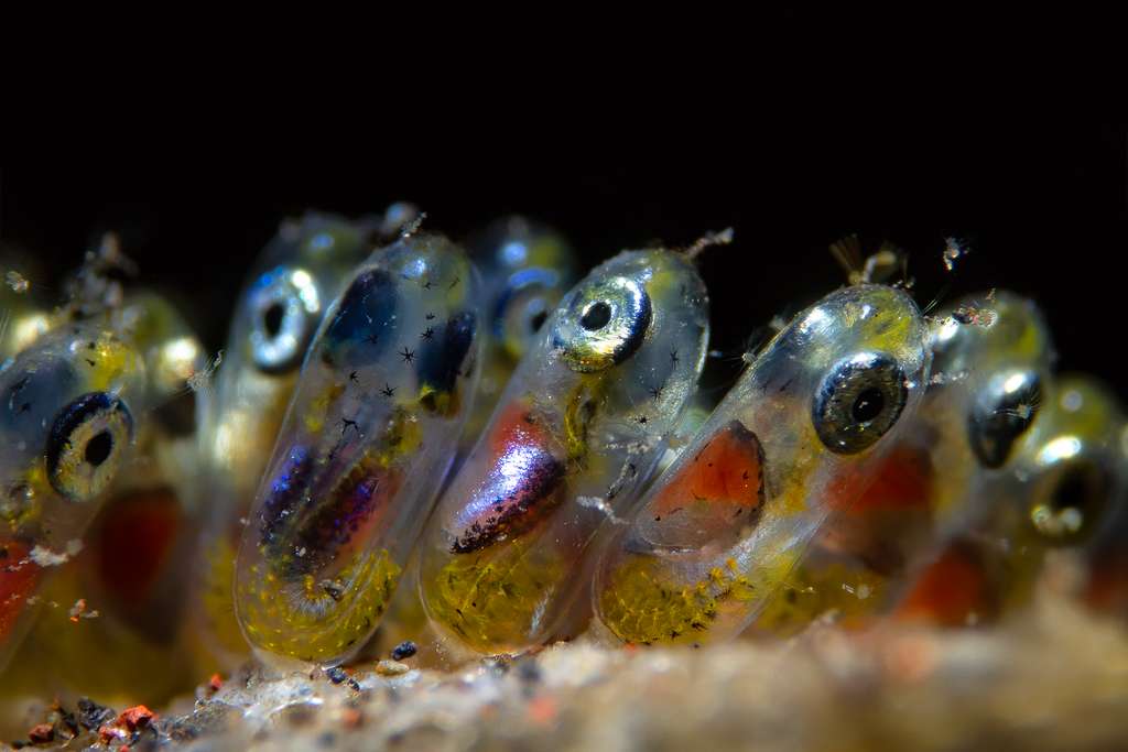 Œufs de poisson clown (Indonésie). © Paolo Isgro, Ocean Art