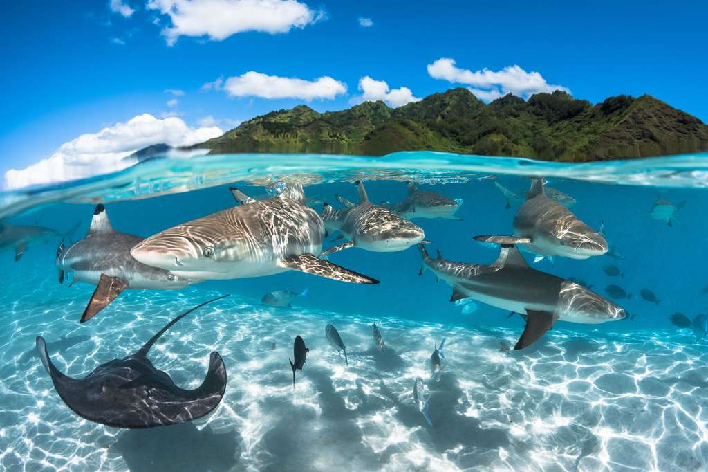 Requins à pointe noire dans le lagon Moorea, près de Tahiti Requins à pointe noire dans le lagon Moorea, près de Tahiti