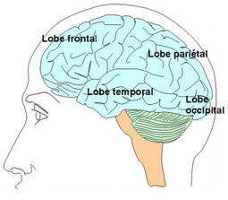Localisation des quatre lobes externes du cerveau. D'après la banque de schémas de SVT de l'académie de Dijon.