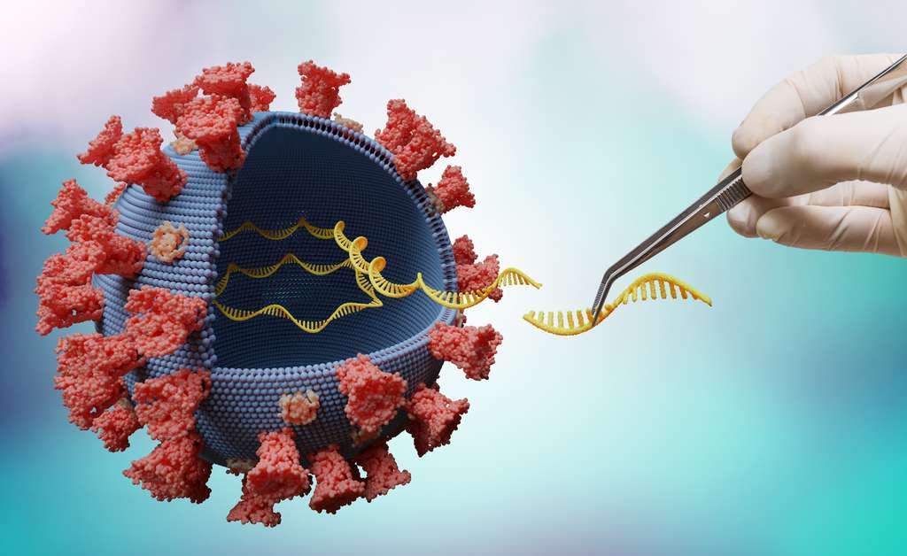 Quelle que soit la probabilité qu’un ARN messager modifie l’ADN de la cellule dans laquelle il se trouve, ce risque est beaucoup plus élevé pour les ARN messagers viraux produits en cas d’infection que pour l’ARN messager injecté pour la vaccination. © vchalup, Adobe Stock