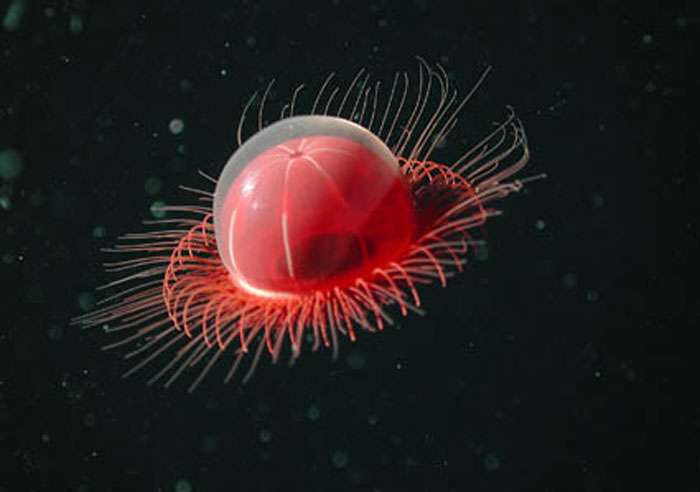 Méduse du genre Benthocodon Méduse du genre Benthocodon