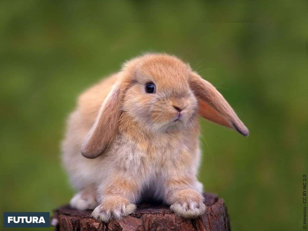 Fond D Ecran Jeune Lapin Angora