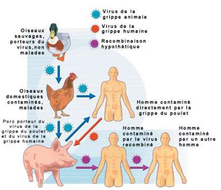 Circuit de la contamination - Le virus de la grippe aviaire peut contaminer l'homme soit en transitant par le porc soit directement en passant du poulet à l'homme (circuit bleu) comme cela s'est produit aux Pays-Bas et cet hiver dans une dizaine de pays asiatiques. Mais les responsables de la santé craignent que ce virus ne rencontre celui de la grippe humaine dans un porc qui servirait alors de creuset. Les deux virus pourraient s'y recombiner et donner naissance à un redoutable virus humanisé (circuit violet) qui se propagerait rapidement d'homme à homme et pour lequel il n'existerait pas de vaccin.© Schéma CNRS/B. Bourgeois - tous droits de reproduction interdit