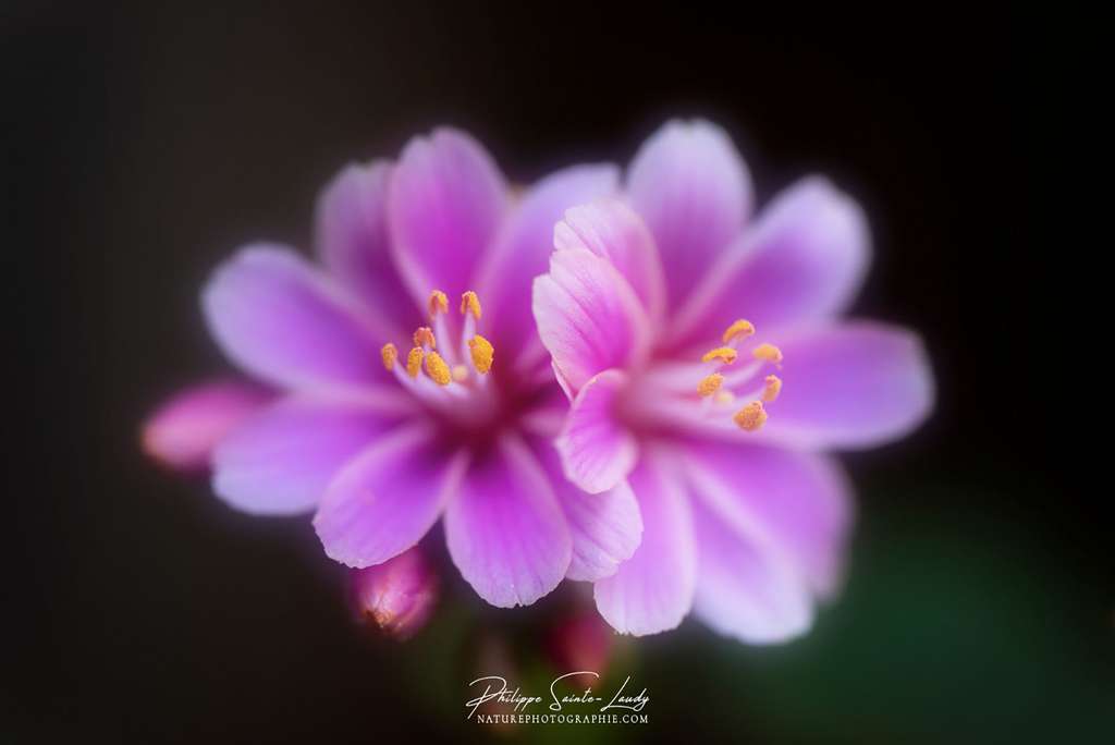 Voile de douceur autour du lewisia Voile de douceur autour du lewisia
