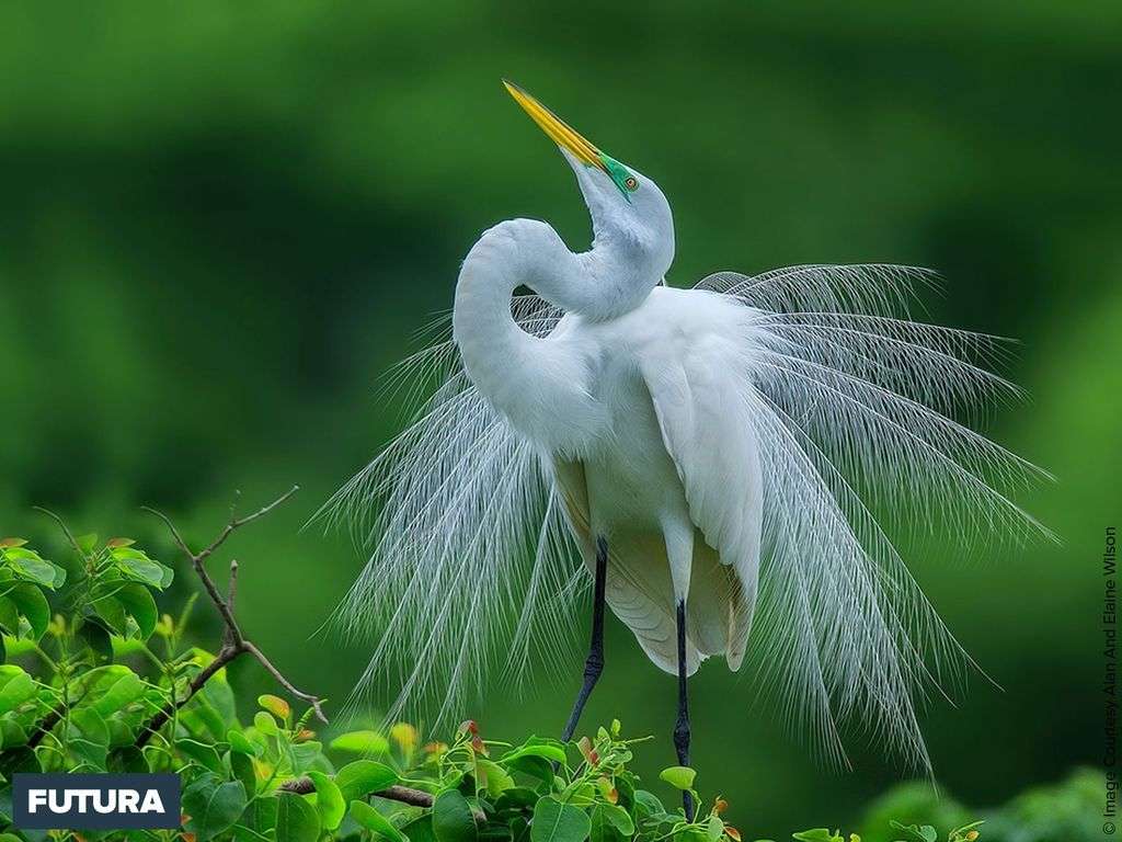 Fond Décran La Grande Aigrette Ardea Alba Est Un