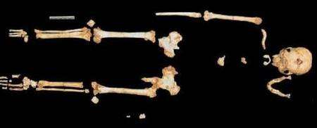 Le squelette de l'Homo floresiensis retrouvé sur l'île de Florès. © Susan Larson/Stony Brook University
