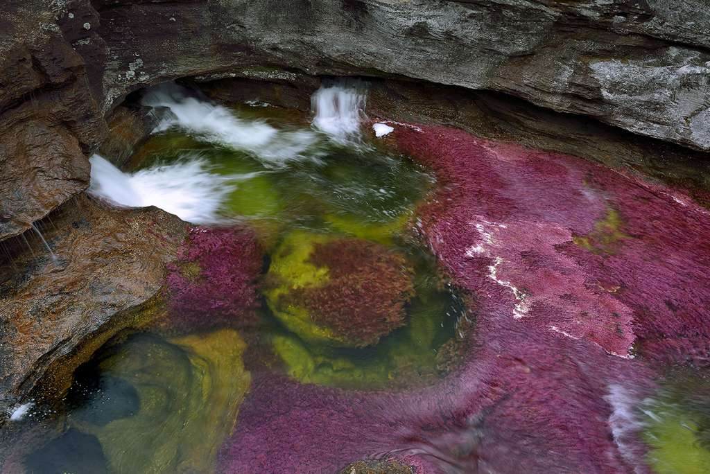 Les deux visages de Caño Cristales Les deux visages de Caño Cristales