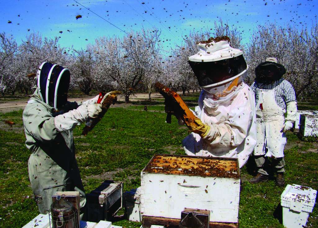 Les abeilles n’ont que 15 jours par an pour polliniser les champs d’amandiers, et il faut 6 à 10 ruches par hectare. © Louisa Hooven/Oregon State University, wikimedia commons, CC 2.0