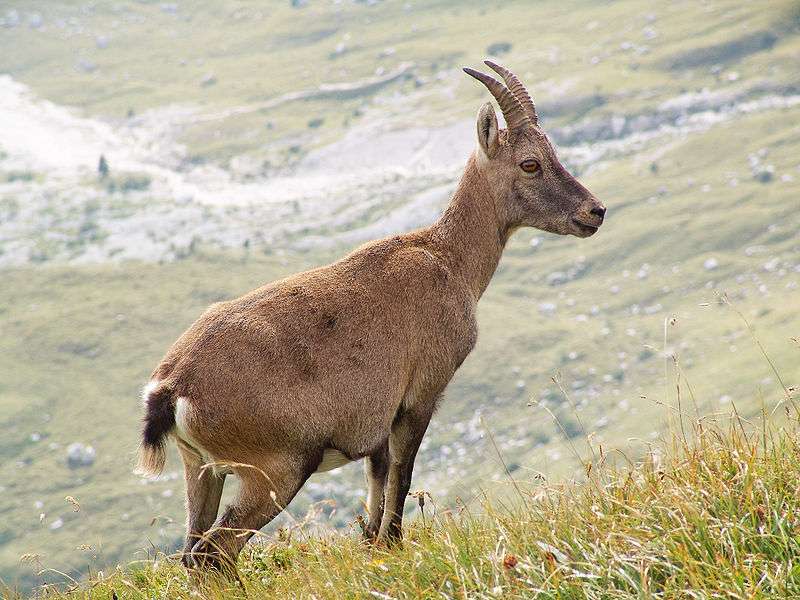 Definition Bouquetin Capra Ibex Futura Planete